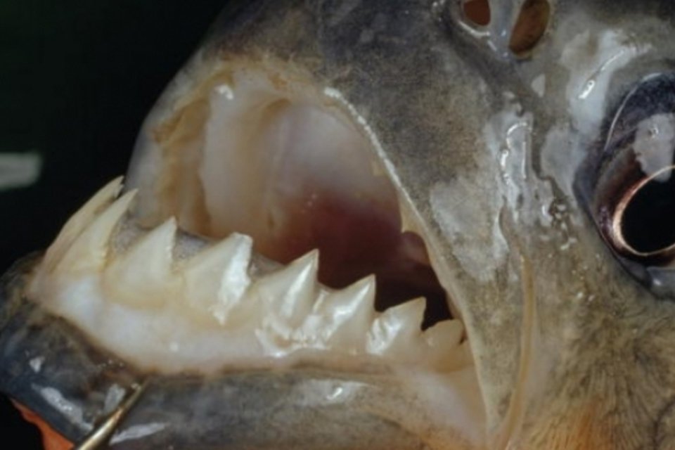 Ataque de peixes carnívoros deixa 70 feridos na Argentina