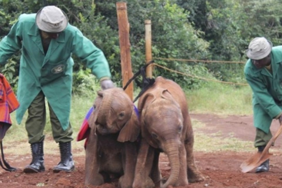 Orfanato de bebês de elefante vira arma contra a caça ilegal