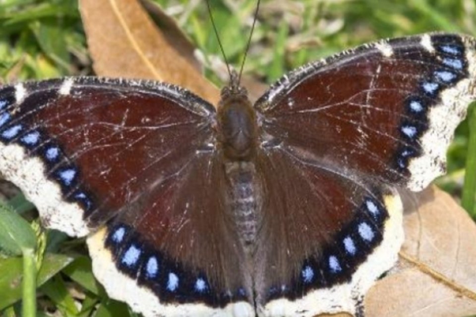 Estudo revela origem da migração das borboletas-monarca