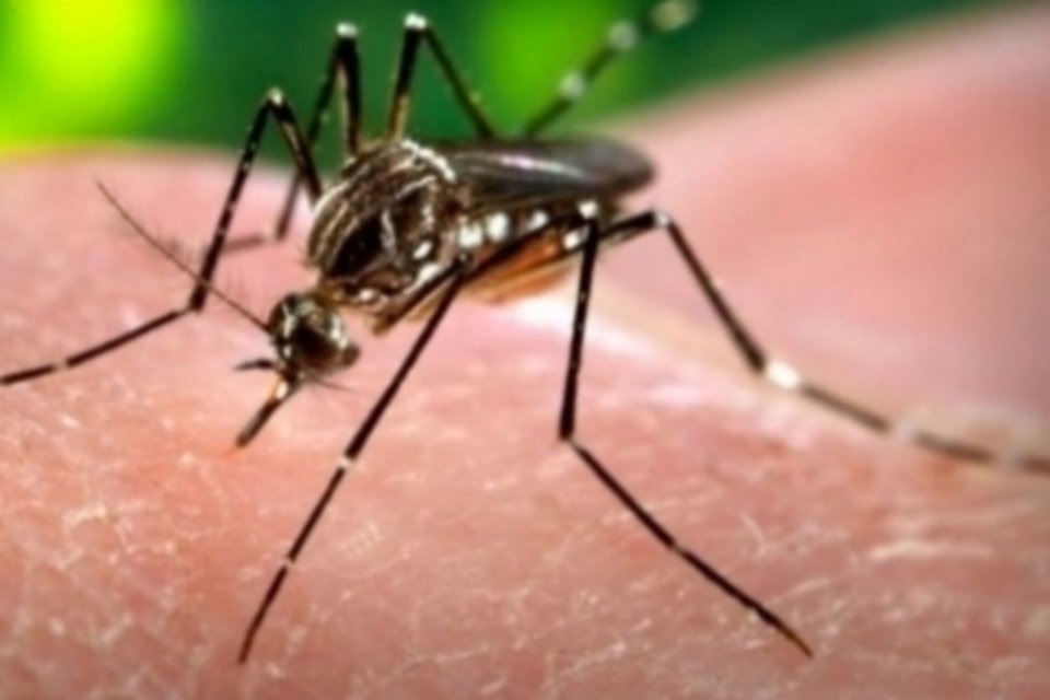 Casos de dengue em SP atingem nível máximo nos últimos 5 anos