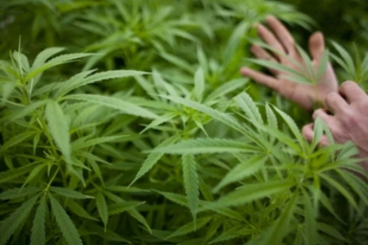 maconha (Getty Images)