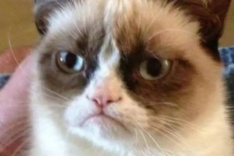 Grumpy Cat: um fenômeno da internet e do marketing. (Facebook/Reprodução)