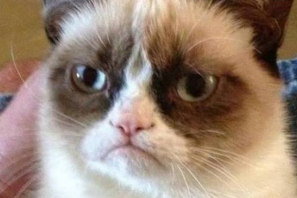 Grumpy Cat vence ação de copyright e ganha R$ 2,2 milhões