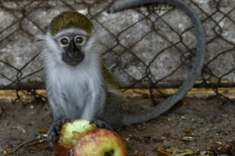 Animal abandonado em zoo de Gaza ( Mihai Vasile/Four Paws)