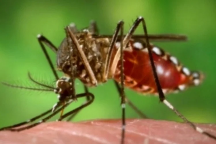 Dengue (Getty Images)