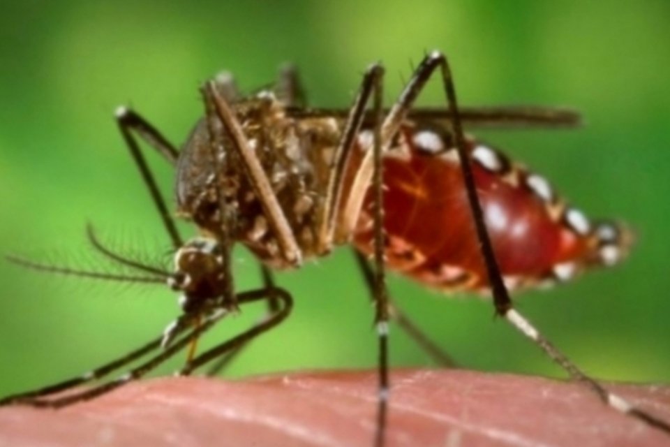 Crise da água faz dengue subir 57,2%