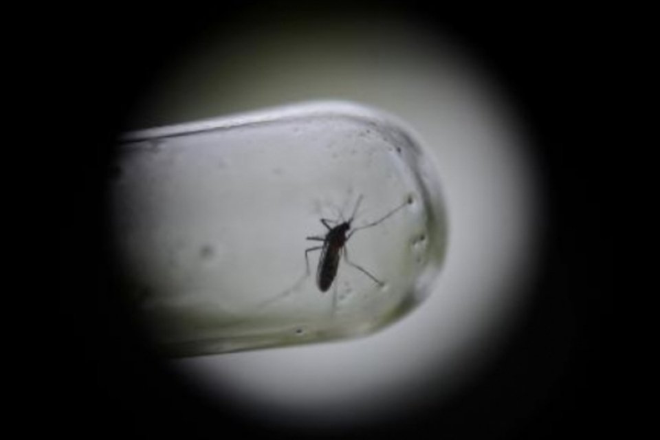 Mosquitos com genes modificados abrem frente no combate à malária