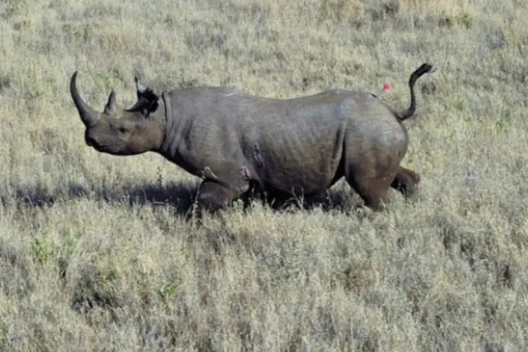 rinoceronte (AFP)