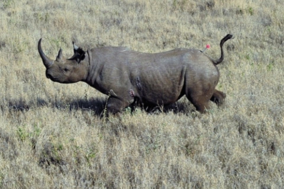 Namíbia defende leilão de permissão para caça de rinoceronte negro