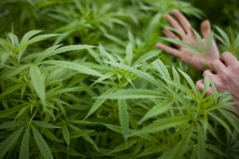 Peter Thiel irá investir no comércio de maconha
