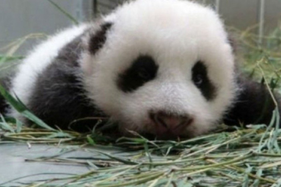 Filhote de panda gigante nasce em zoo de Madri