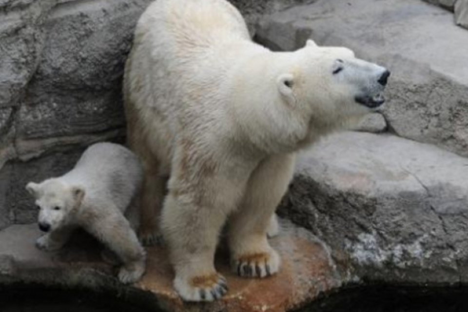 Estudo explica porque ursos polares são gordos, porém saudáveis