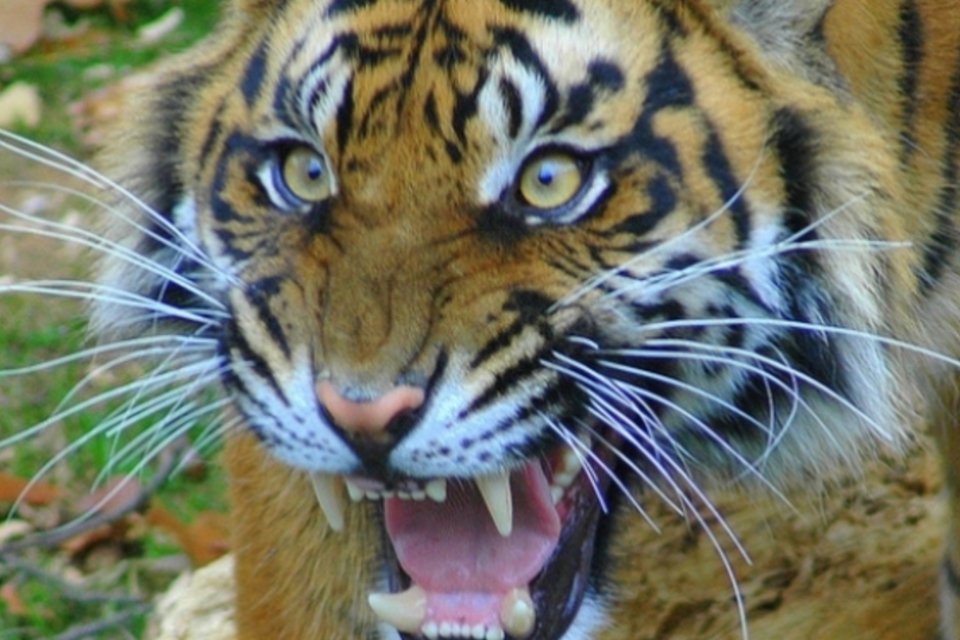 Tigre que comeu sete pessoas é morto no oeste da Índia
