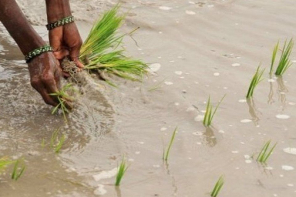 Cientistas desenvolvem arroz resistente à seca