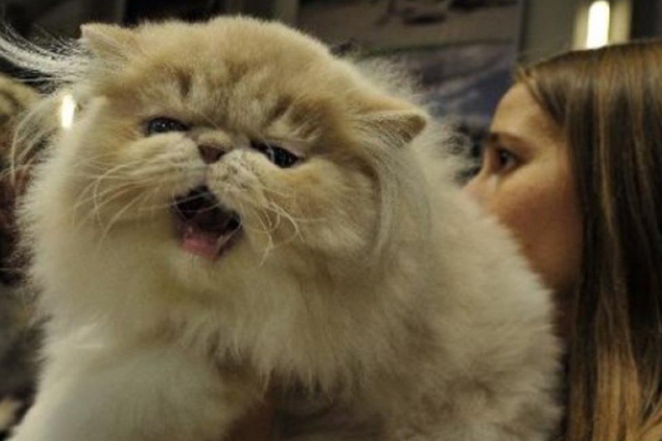Irã planeja enviar gato persa ao espaço