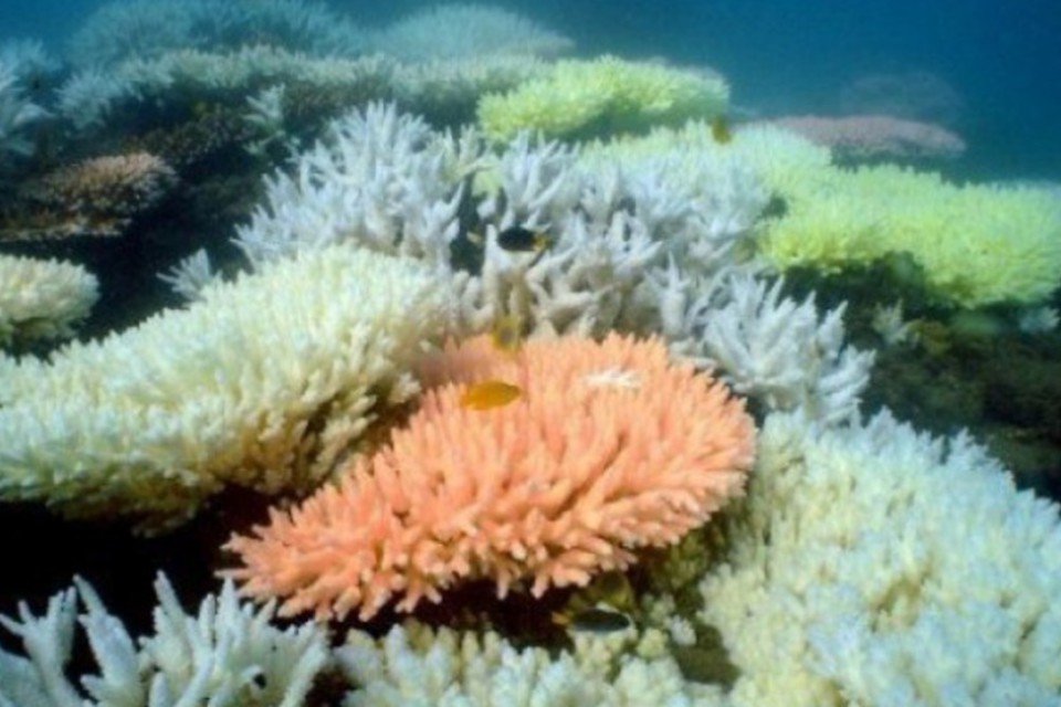 Austrália reconhece oficialmente degradação da Grande Barreira de Corais