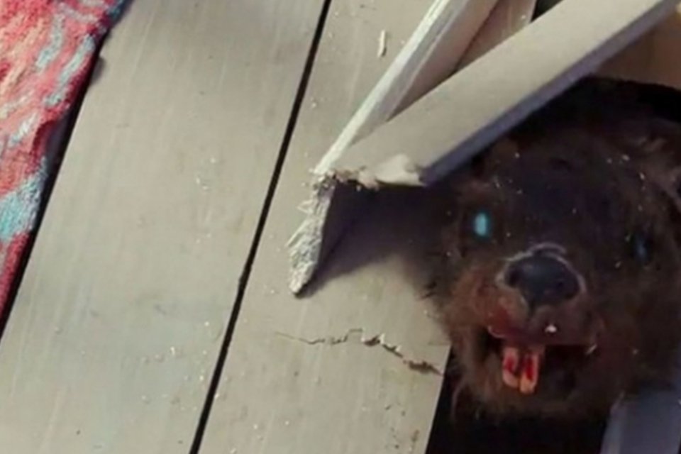 Já imaginou ser atacado por castores zumbis? Confira no trailer de Zombeavers