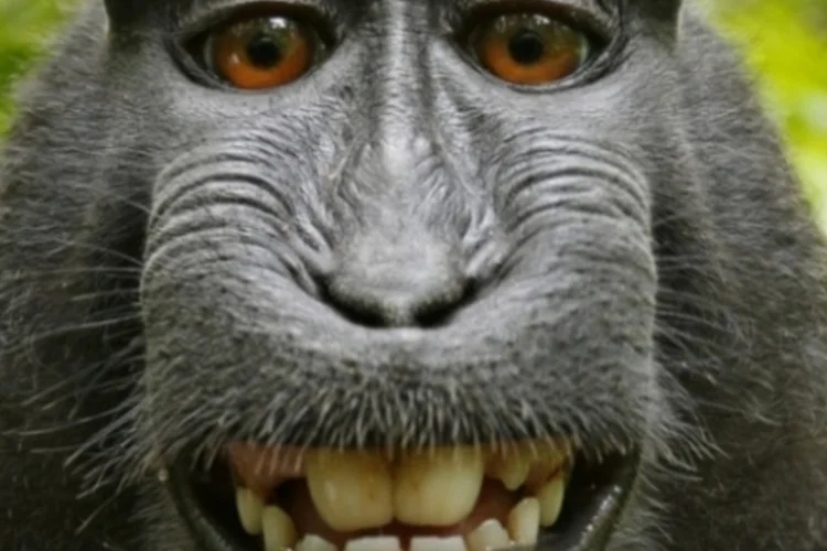 Macaca Nigra (Wikimedia Commons)