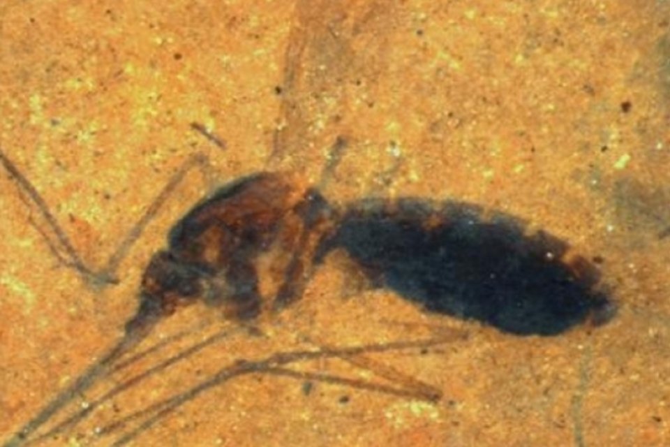 Encontrado fóssil inédito de mosquito cheio de sangue