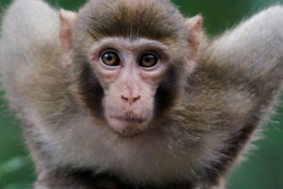 Como em Avatar, macaco controla outro animal com o pensamento