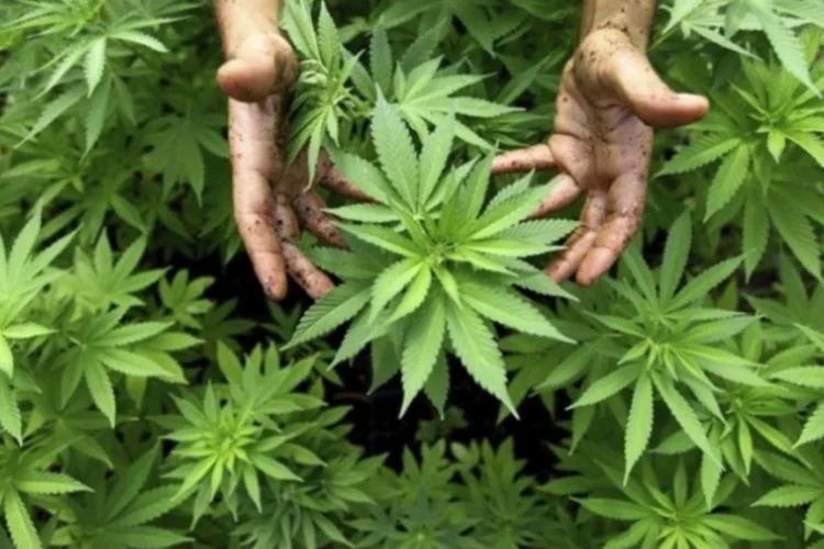 Maconha: o uso medicinal da planta pode se tornar mais controlado depois dessa descoberta (EFE)