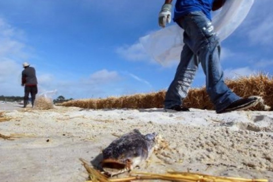 Petróleo tem efeitos tóxicos sobre coração dos peixes