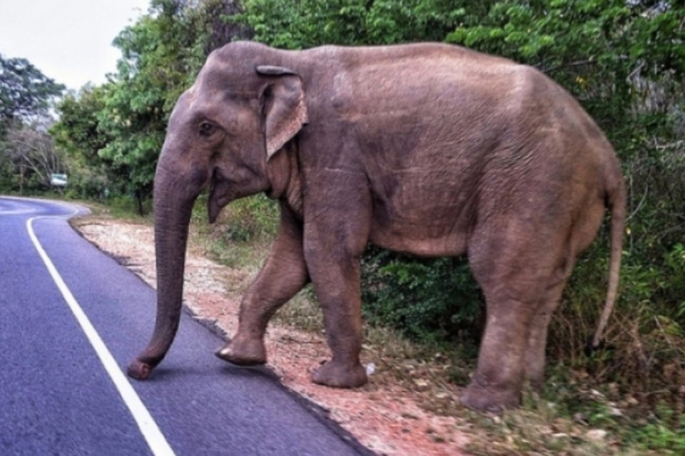 Acidente de carro provocado por elefante deixa 6 mortos na Tailândia