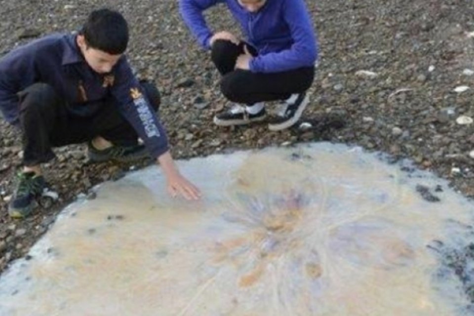 Medusa gigante chega a uma praia australiana