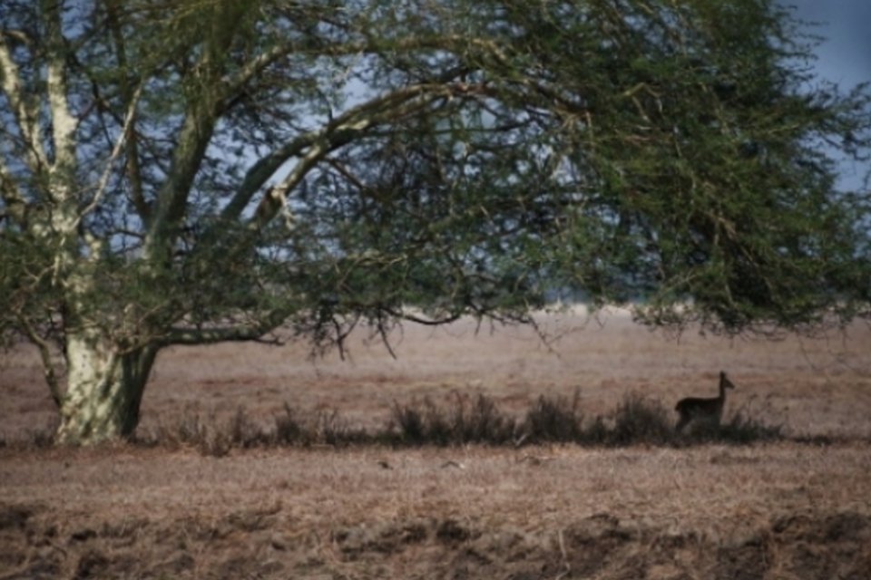 Gorongosa, um parque de atrações para ciência em Moçambique