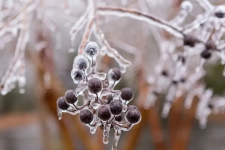 Frutos congelados na Carolina do Sul (Getty Images)