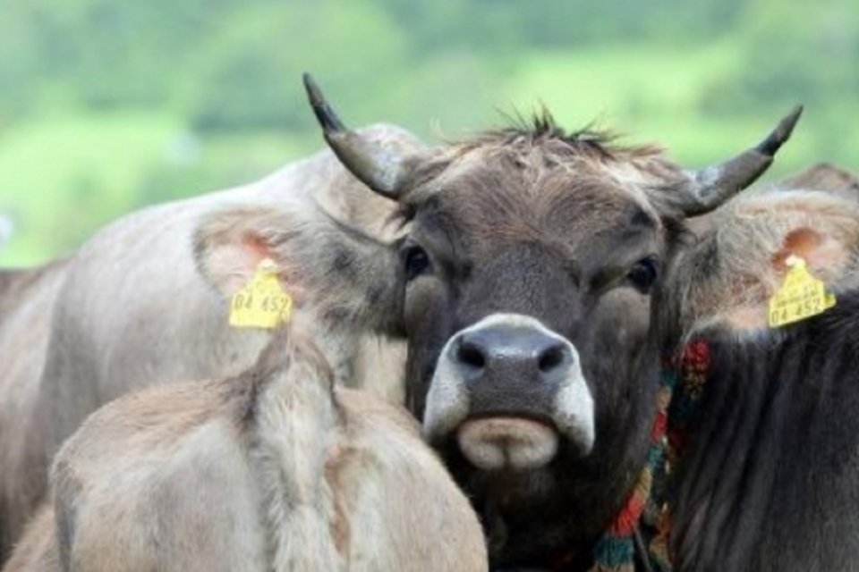 Britânicos têm proteína ligada ao mal da vaca louca