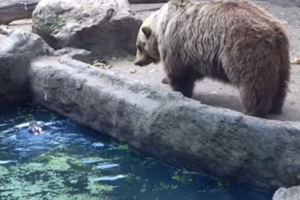 Urso salva corvo de afogamento em zoológico de Budapeste