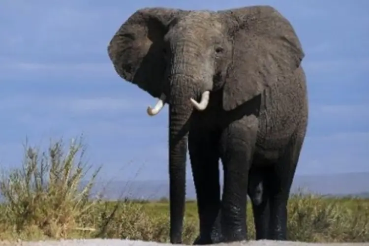 elefante (afp.com / TONY KARUMBA)