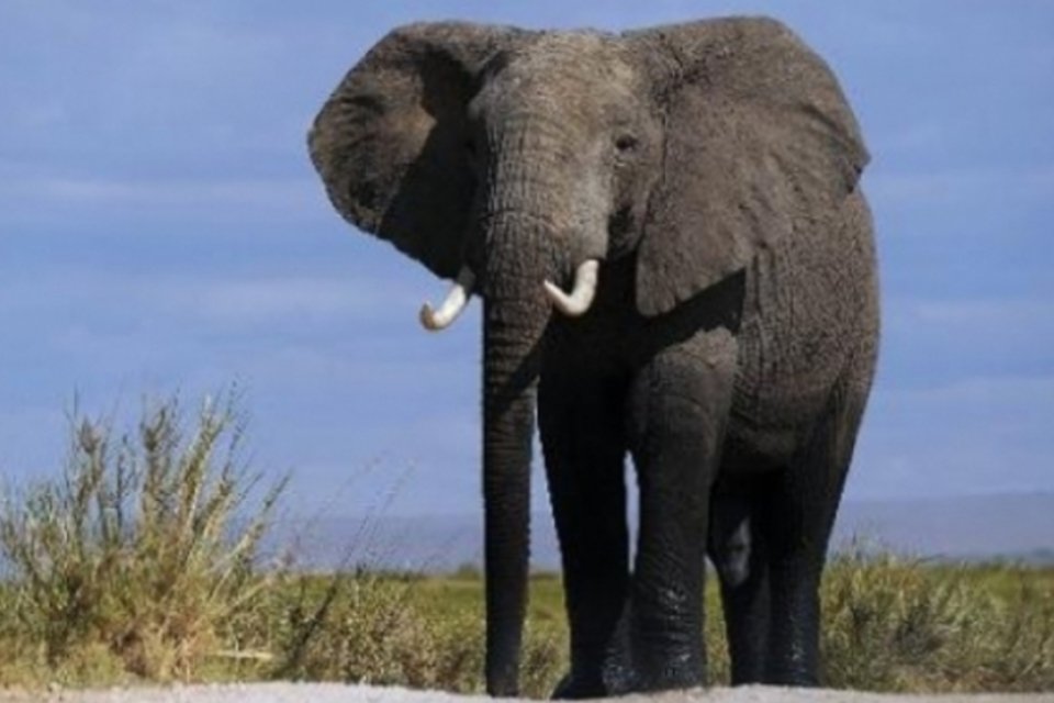 Brasil terá primeiro santuário de elefantes da América Latina