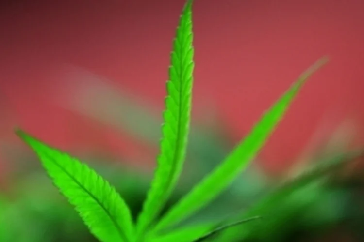 Maconha: medida será colocada em votação na próxima terça-feira (foto/Getty Images)