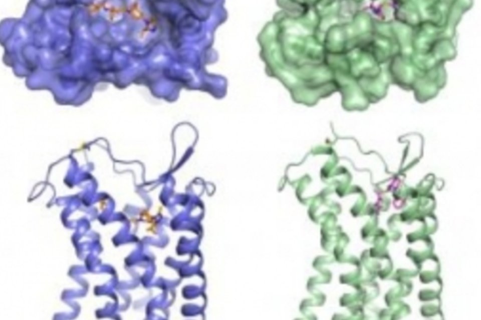 Cientistas descobrem estrutura de recepção do HIV nas células