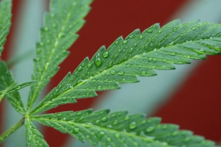 Maconha: o projeto também permitirá o cultivo doméstico de uma quantidade limitada de plantas de cannabis (foto/Getty Images)