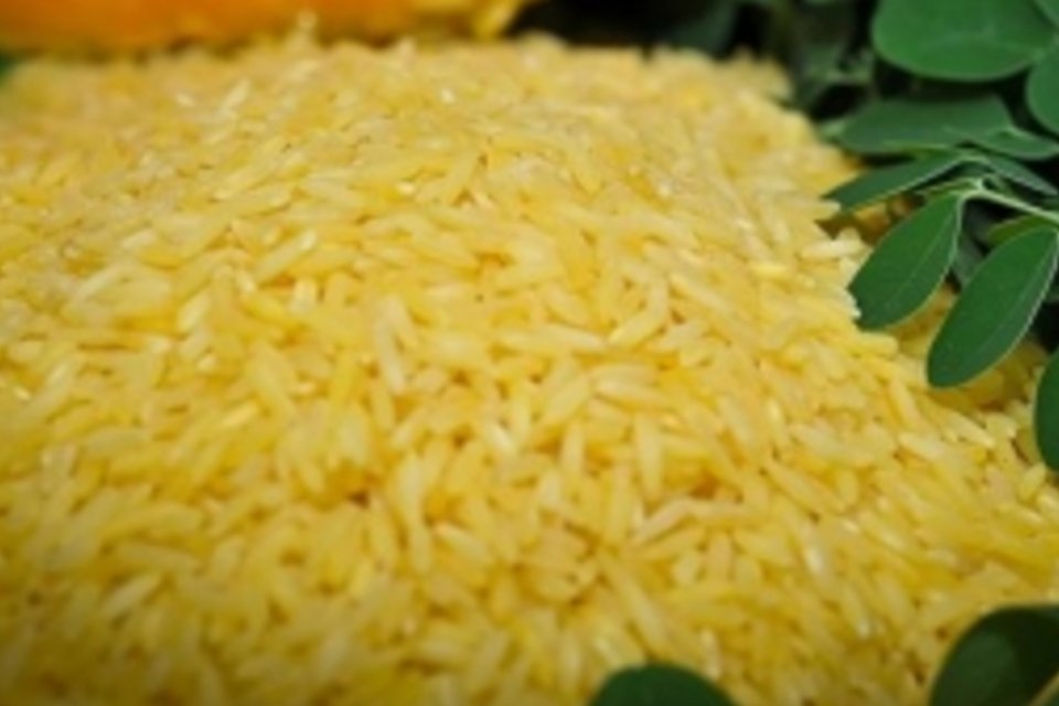 Primeiro arroz transgênico será lançado comercialmente até 2016