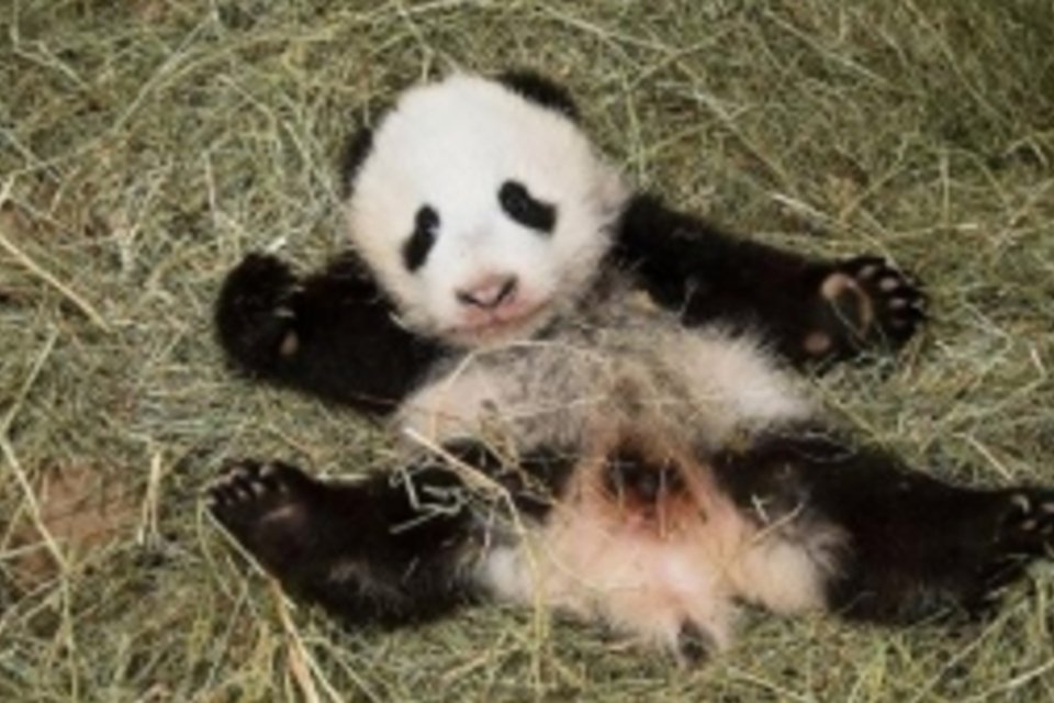 Bebê panda do zoológico de Viena se chamará 'Leopardo feliz'