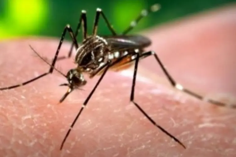 dengue (WikiCommons)