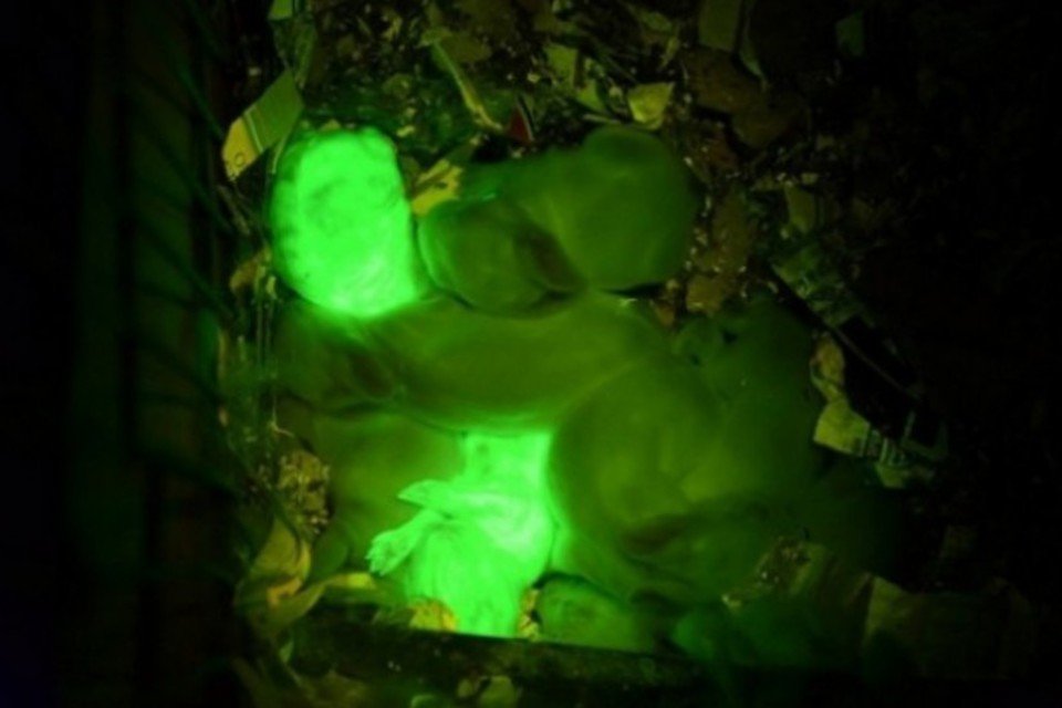 Cientistas criam coelhos transgênicos que brilham na cor verde
