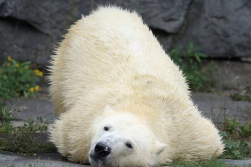 Poluição pode deixar ursos polares impotentes