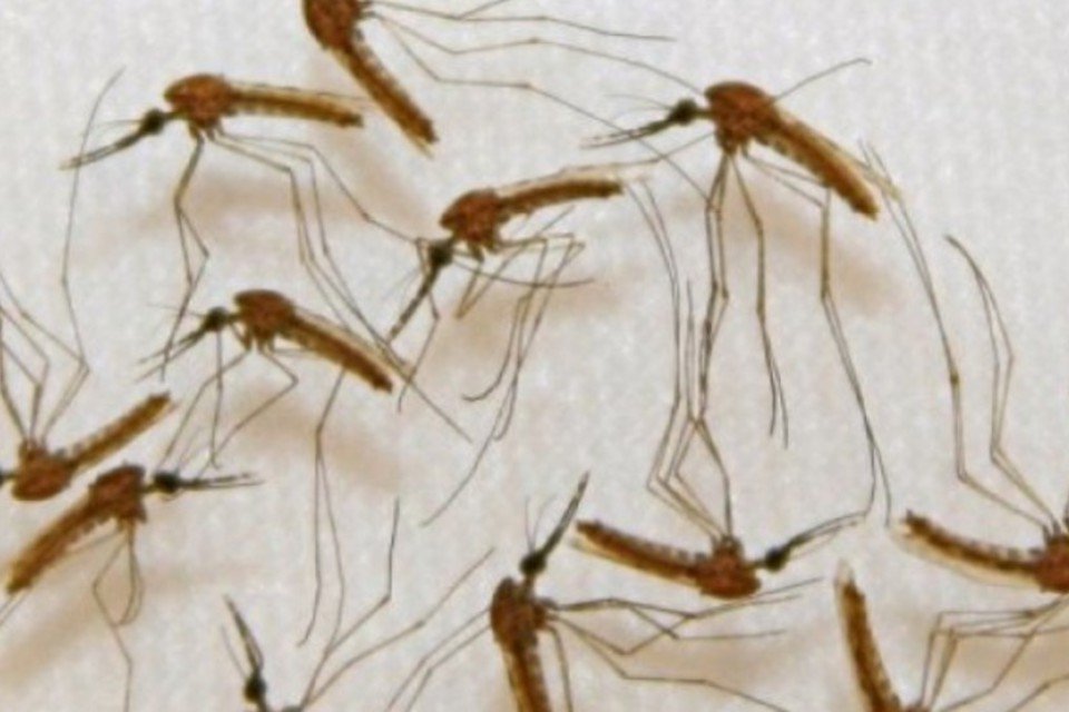Estudo descarta risco de malária em crianças que ingerem ferro