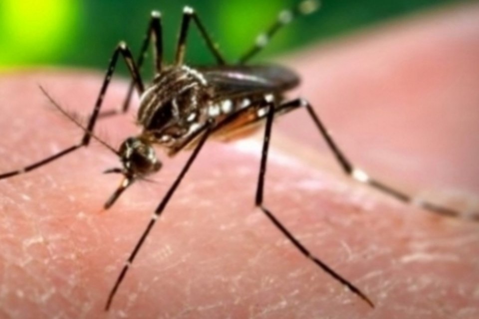 Cai número de casos de dengue no estado de São Paulo