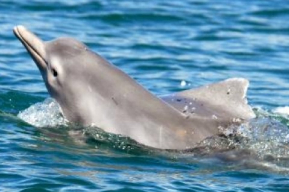 Nova espécie de golfinho-corcunda é descoberta na Austrália