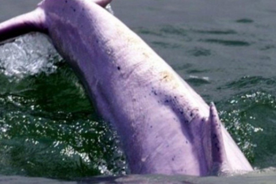 Morte de golfinho encalhado causa comoção na China