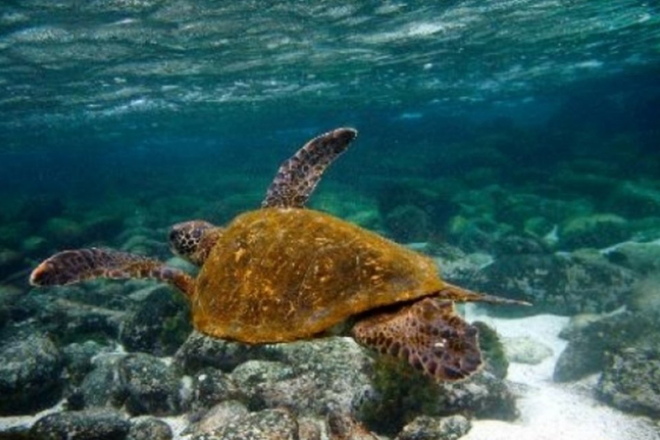 Martinica e Galápagos são reservas insubstituíveis