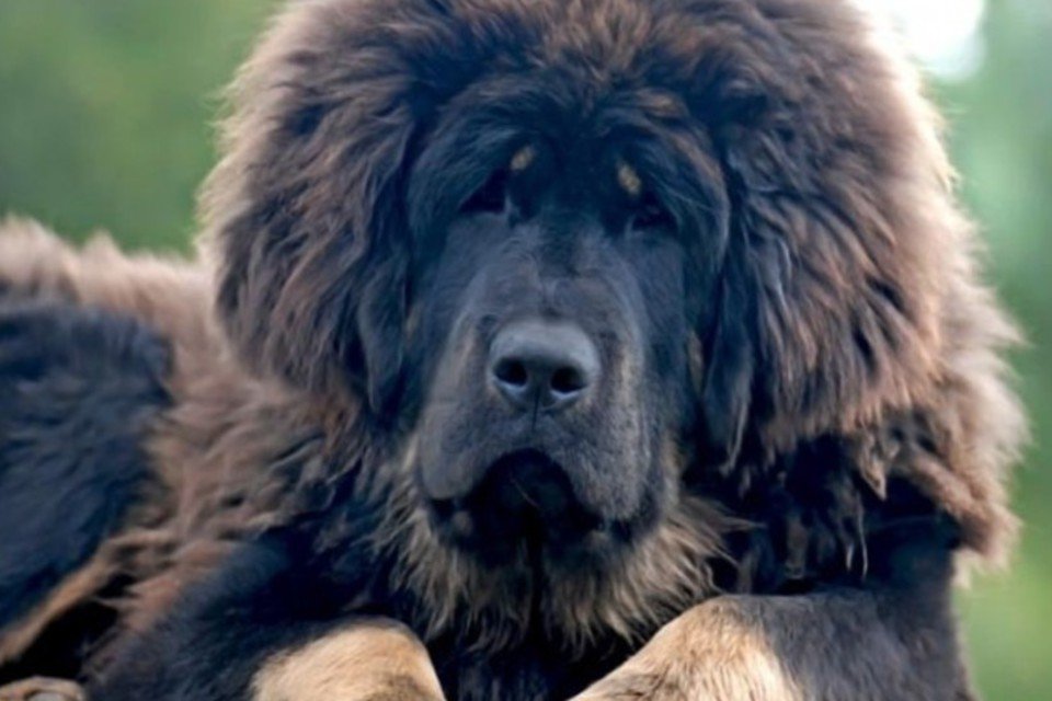 Zoológico chinês cria polêmica ao "disfarçar" cachorros de leões