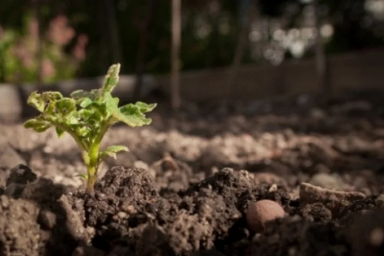 Cultivo (David Goehring/Creative Commons/Flickr)