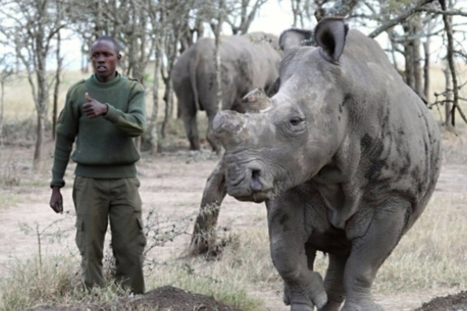 Morre um dos sete últimos rinocerontes-brancos do norte do planeta